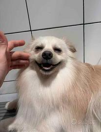 8 mesi di Volpino di Pomerania