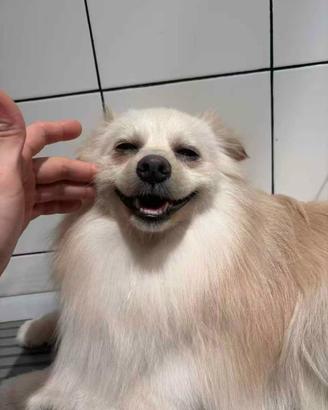 8 mesi di Volpino di Pomerania