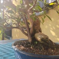 Bonsai ficus