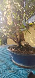 Bonsai ficus