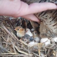 Pulcini fagiano dorato