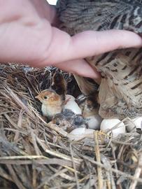 Pulcini fagiano dorato