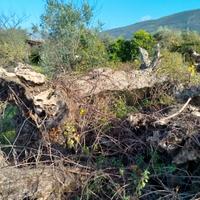 piante di ulivo