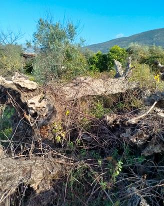 piante di ulivo