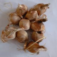 10 bulbi di zaferano