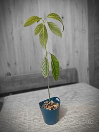 pianta di avocado 