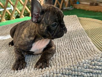 Bulldog francese maschio