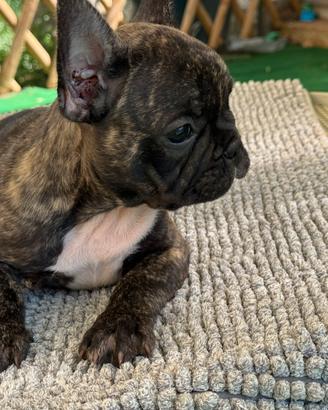 Bulldog francese maschio