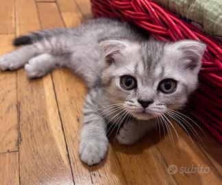 Gattino maschio raro scottish fold e persiano
