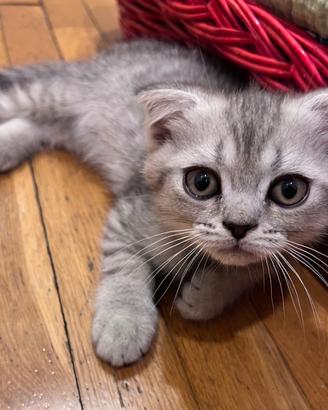 Gattino maschio raro scottish fold e persiano