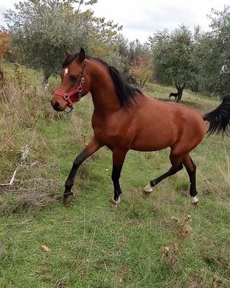 Cavallo