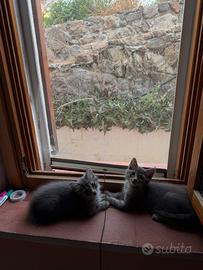 Gattini in adozione