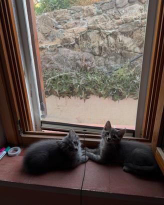 Gattini in adozione