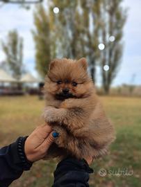 Spitz Nano Tedesco Pomerania