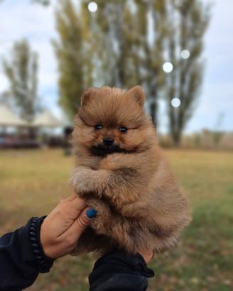 Spitz Nano Tedesco Pomerania
