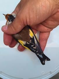 Cardellino