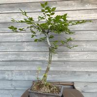 Bonsai di Olmo da pianta madre.