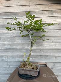 Bonsai di Olmo da pianta madre.