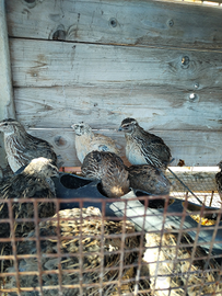 Quaglie Jumbo da carne e uova