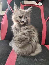 "MIA" Maine coon con pedigree afsi
