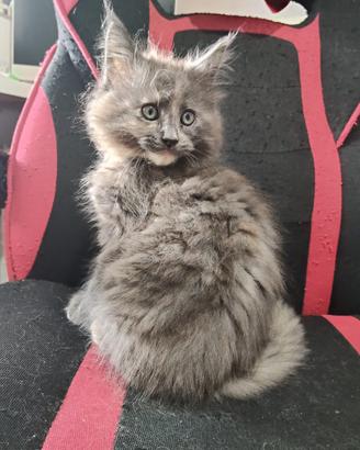 "MIA" Maine coon con pedigree afsi