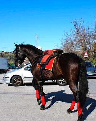 Cavallo Spagnolo 