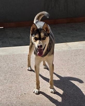 Husky meticcio amorevole