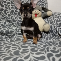 Cucciola princery e chihuahua