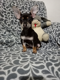 Cucciola princery e chihuahua