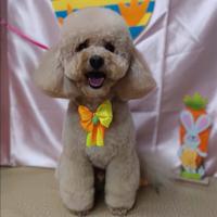 Accoppiamento barboncino