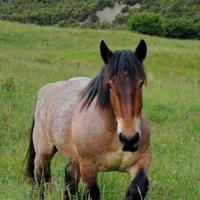 Cavallo da tiro Belgo