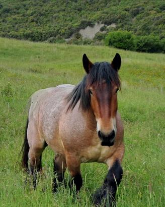 Cavallo da tiro Belgo