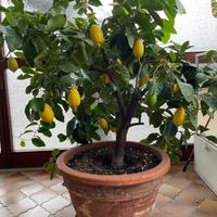 pianta di limone con vaso