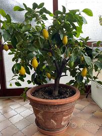 pianta di limone con vaso