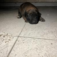 Pastore Belga Malinois