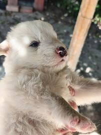 Cuccioli pastore maremmano abruzzese