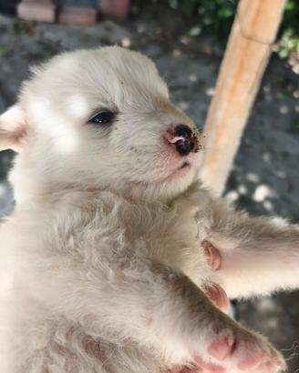 Cuccioli pastore maremmano abruzzese