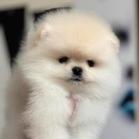 Spitz di Pomerania nano
