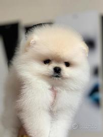 Spitz di Pomerania nano