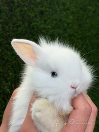 Coniglio nano