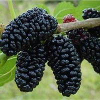 💥 GELSO NERO MORUS NIGRA 