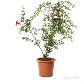 Melograno punica