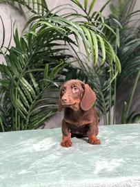 Bassotti marroni focati