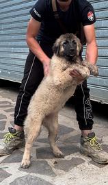 Cucciola Pastore del Caucaso