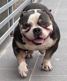 American Bully extrem Pocket
