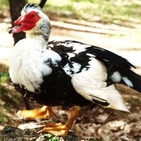 Anatra muta