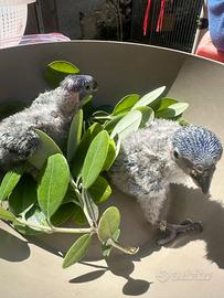 Pulli di Lori arcobaleno