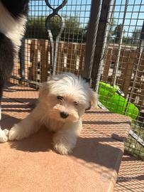 Maltese toy