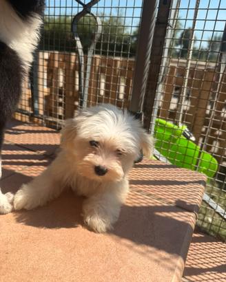 Maltese toy