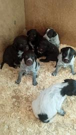 Cuccioli drahtaar lagotto